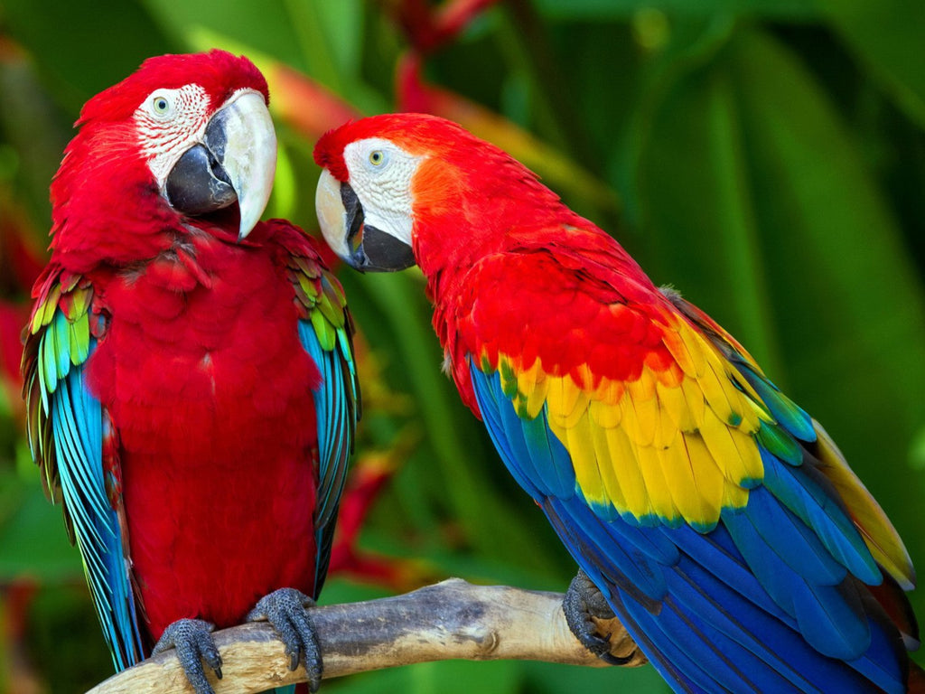 Dos Papagayos Rojos sobre Rama Pintar por Números