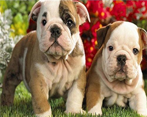 Dos Perritos en el Césped Pintar por Números
