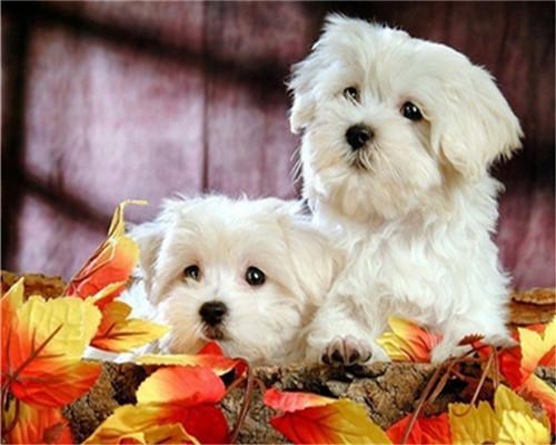 Dos Perritos Lindos sobre Hojas Pintar por Números