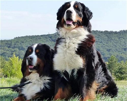 Dos Perros y Montaña Pintar por Números