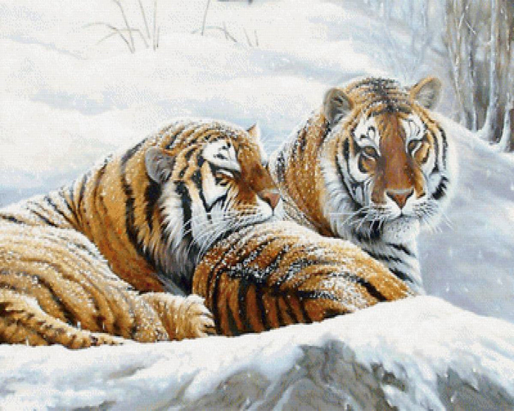 Dos Tigres Acostados en la Nieve Pintar por Números