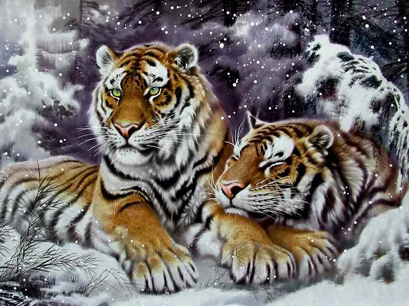 Dos Tigres en el Invierno Pintar por Números