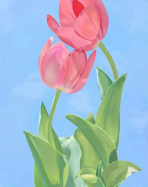 Dos Tulipanes Rosados en el Fondo Azul Pintar por Números