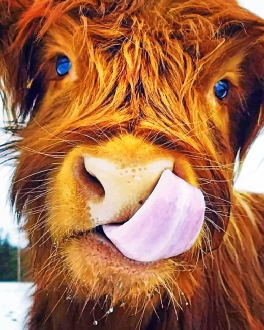 El Yak Adorable de Ojos Azules Pintar por Números