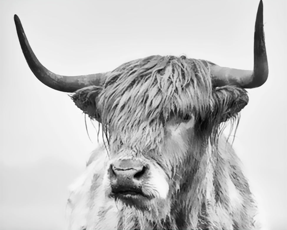 El Yak en Blanco y Negro Pintar por Números