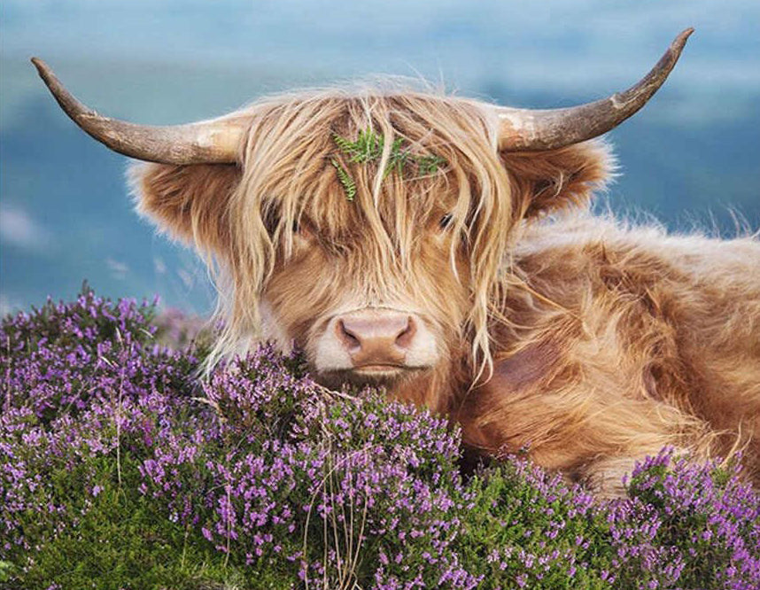 El Yak en Flores Moradas Pintar por Números