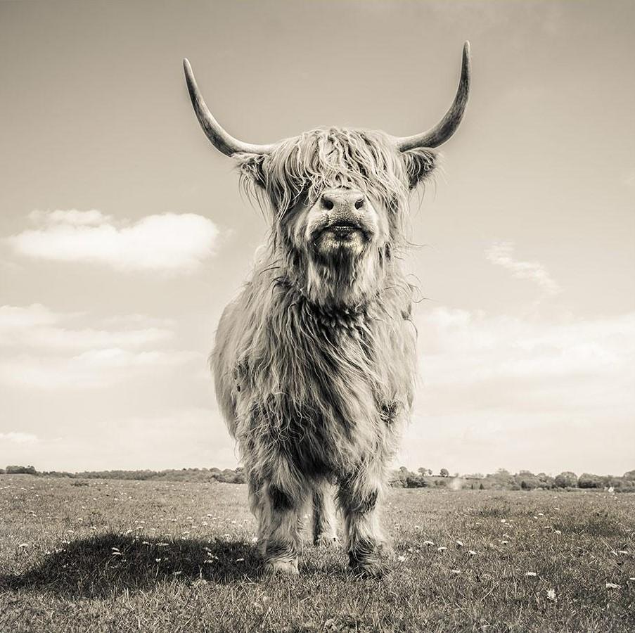 El Yak sobre la Pradera en Blanco y Negro Pintar por Números