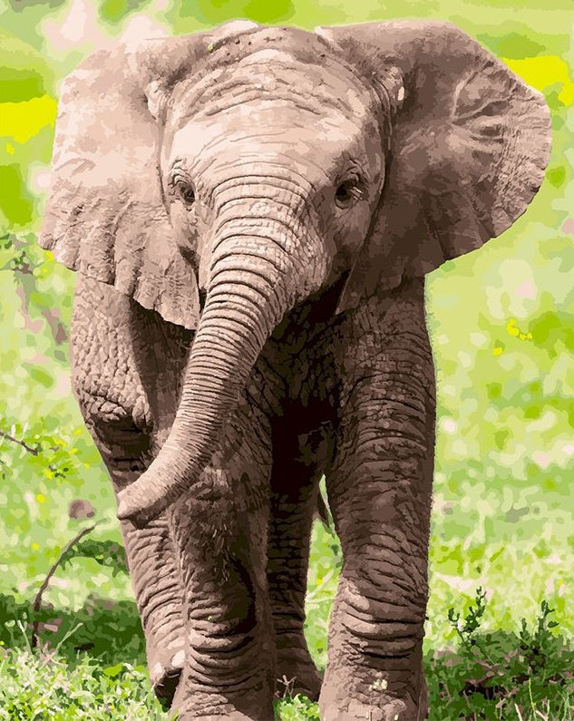 Elefante Pequeño en el Césped Pintar por Números