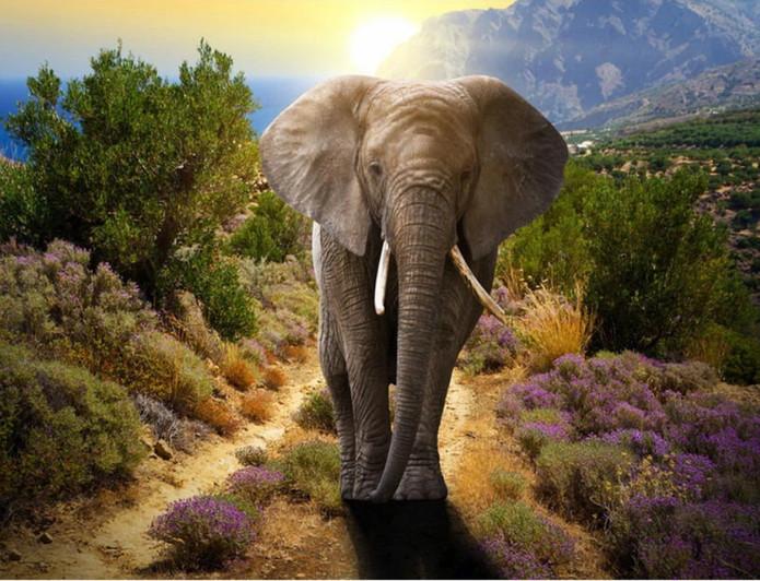 Elefante y Plantas Salvajes Pintar por Números