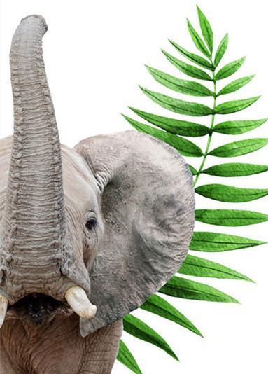 Elefante y Rama Verde Pintar por Números