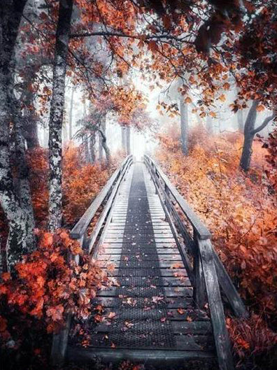 Escalera Hacia Arriba entre Bosque Pintar por Números