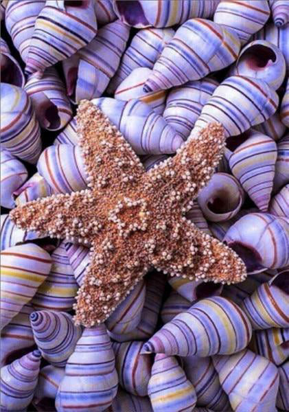 Estrella de Mar y Conchas de Molusco Pintar por Números