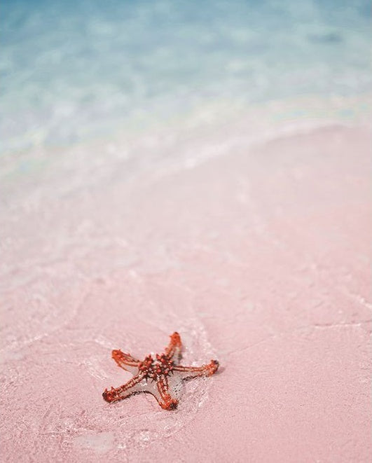 Estrella Roja de Mar en Playa Rosa Pintar por Números
