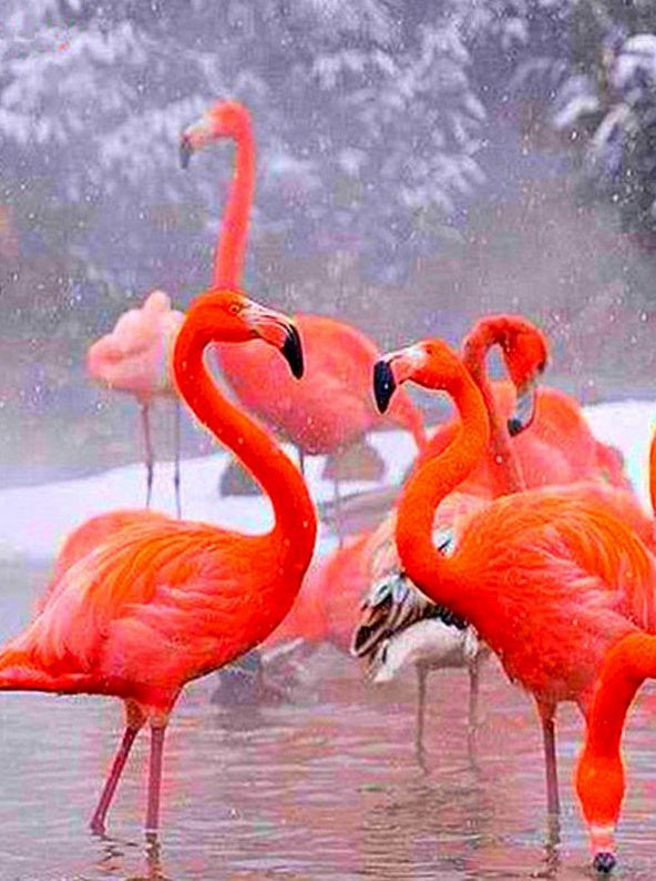 Flamencos Rojos en Agua Pintar por Números