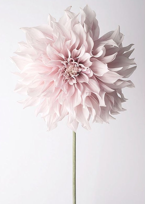 Flor Blanca Hermosa con Muchos Pétalos Pintar por Números
