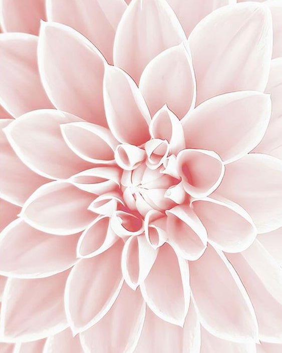 Flor con Pétalos Rosados Claros de Cerca Pintar por Números