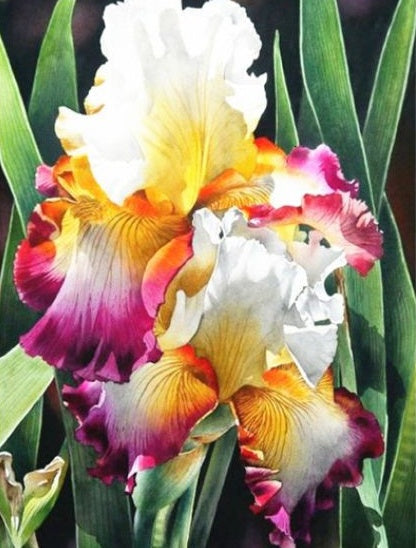 Flor de Iris con Hojas Verdes Pintar por Números