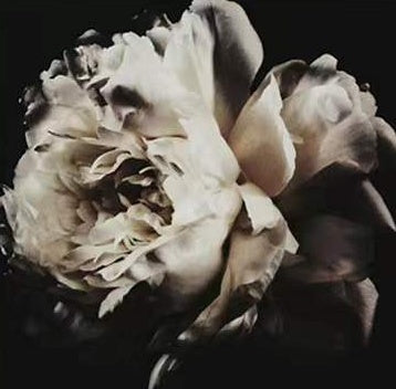 Flor de Peonía Blanca y Negra en la Oscuridad Pintar por Números