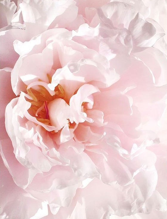 Flor de Peonía de Color Rosado Claro de Cerca Pintar por Números