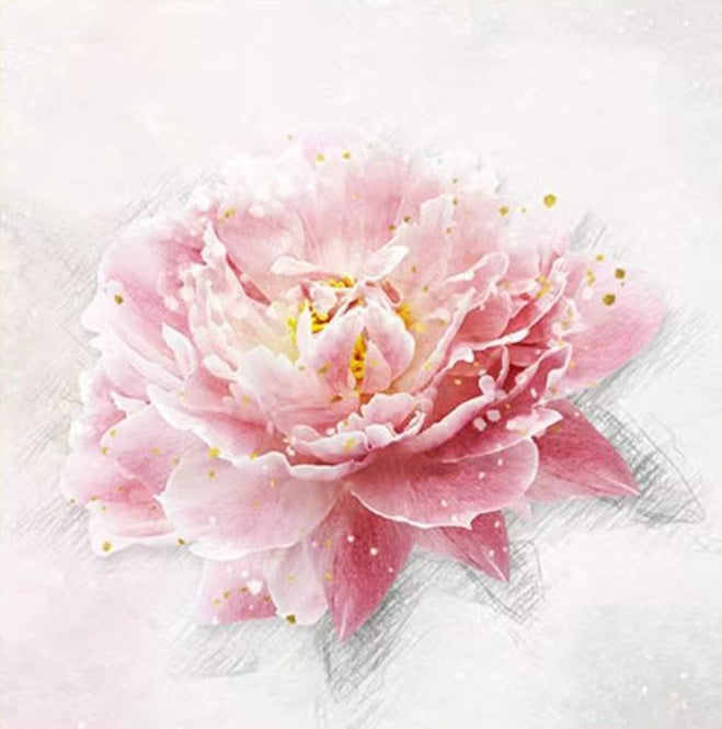 Flor de Peonía de Color Rosado Claro en el Fondo Blanco Pintar por Números