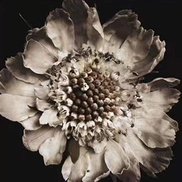 Flor de Peonía Marchita en Blanco y Negro Pintar por Números