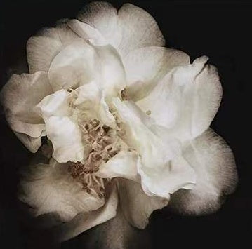 Flor de Pétalos Blancos en la Oscuridad Pintar por Números