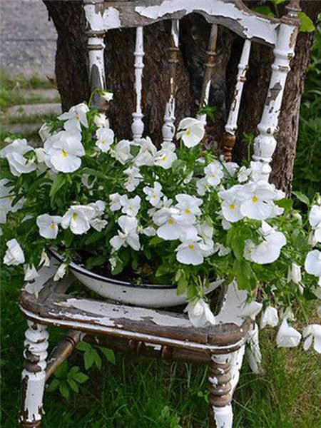 Flores Blancas sobre Silla de Madera Pintar por Números
