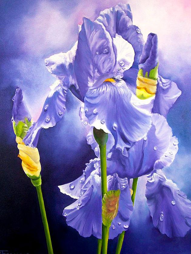 Flores de Iris de Color Morado con Gotas de Agua Pintar por Números