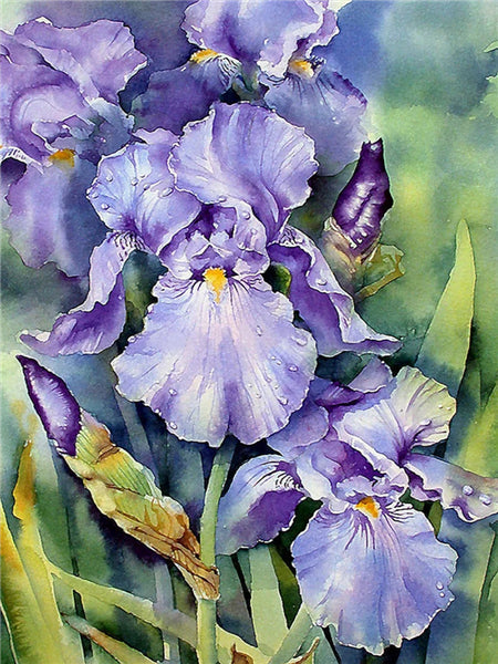 Flores de Iris Morado con Gotas de Agua y Hojas Verdes Pintar por Números