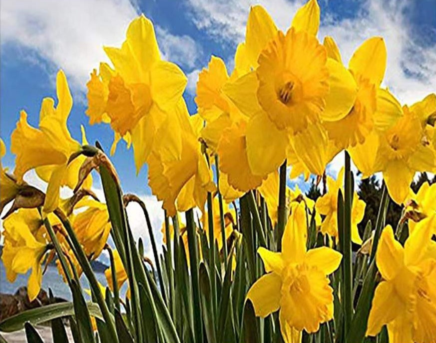 Flores de Narciso Amarillo con Cielo Azul y Nubes Blancas Pintar por Números