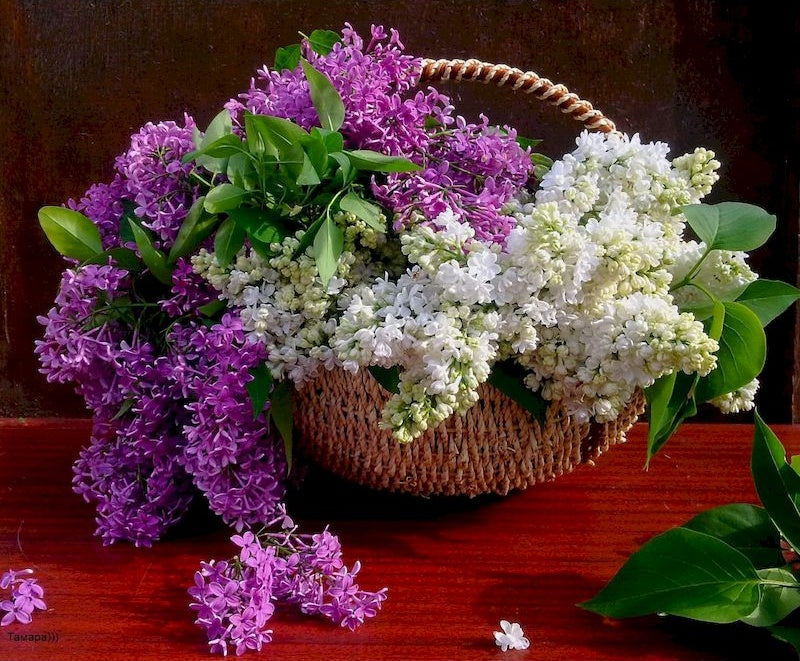 Flores Moradas y Blancas en Cesta sobre Mesa Roja Pintar por Números