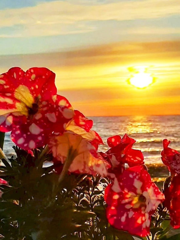 Flores Rojas y Puesta del Sol Pintar por Números