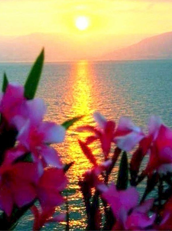 Flores Rosadas con Fondo de Mar al Sol Pintar por Números