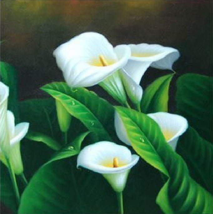 Fondo de Lirios de Calla con Gotas de Agua Pintar por Números