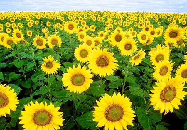 Fondo Floral de Campo Enorme de Girasoles Pintar por Números