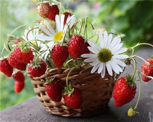 Fresas y Camomilas en la Cesta Pintar por Números