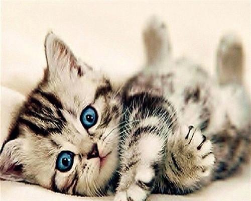 Gatito Adorable con los Ojos Azules Pintar por Números