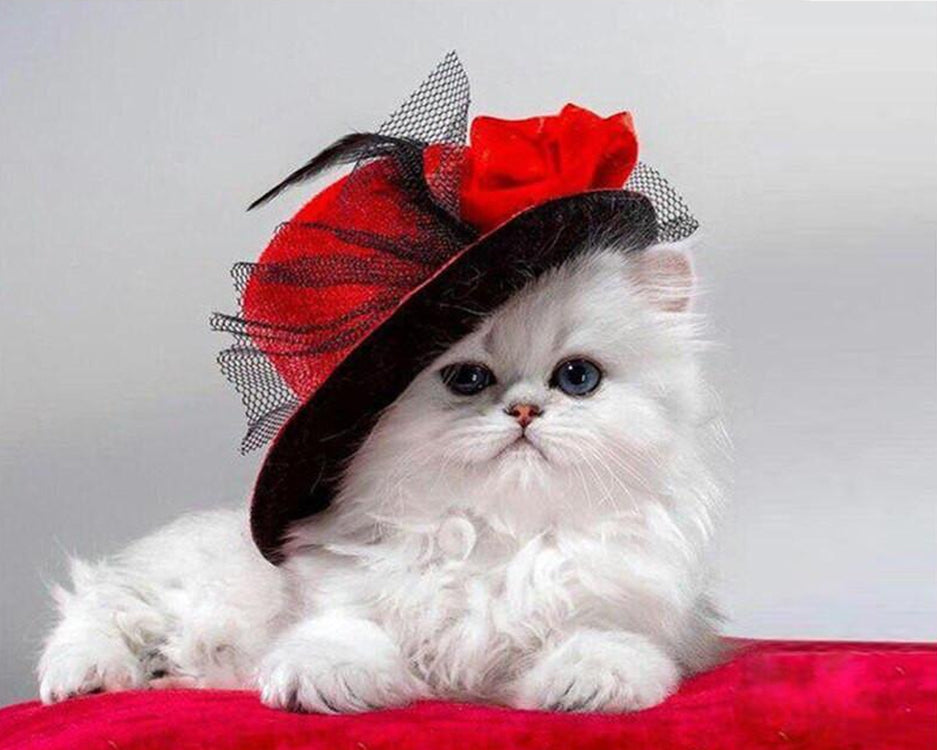 Gato Blanco con Sombrero Rojo Pintar por Números