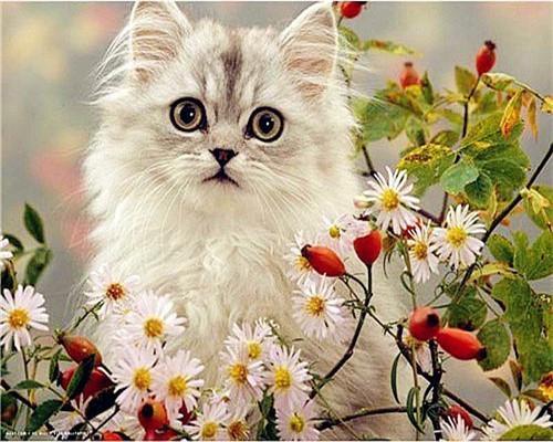 Gato Blanco Rodeado de Camomila Pintar por Números