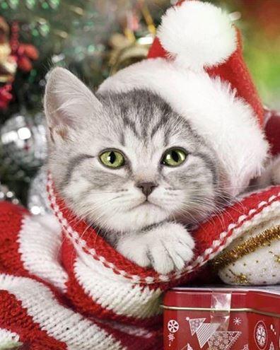 Gato con Bufanda y Gorro de Navidad Pintar por Números