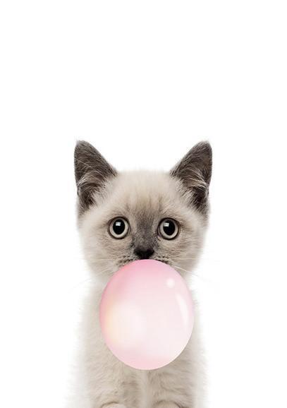 Gato con Burbuja Rosa Pintar por Números