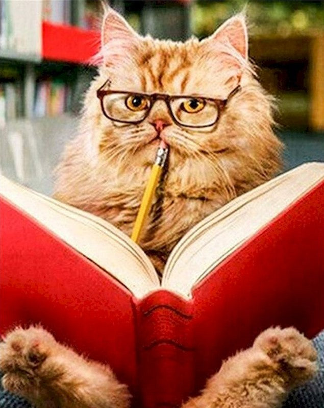 Gato con Gafas Leyendo un Libro Pintar por Números