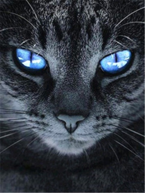 Gato con Los Ojos Azules Pintar por Números