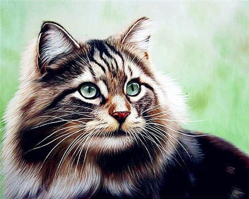 Gato con los Ojos Verdes Pintar por Números
