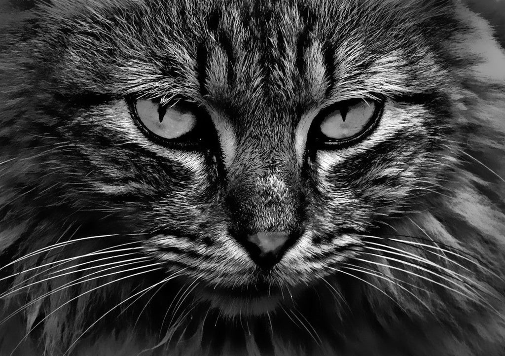 Gato en Blanco y Negro Pintar por Números