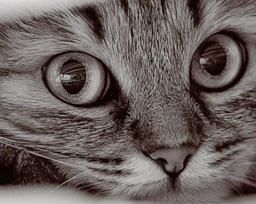 Gato en Blanco y Negro Pintar por Números