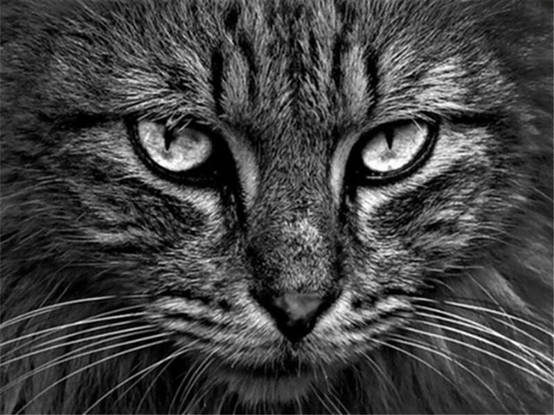 Gato en Blanco y Negro Pintar por Números