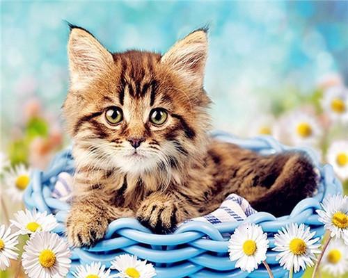 Gato en la Canastilla de Camomila Pintar por Números