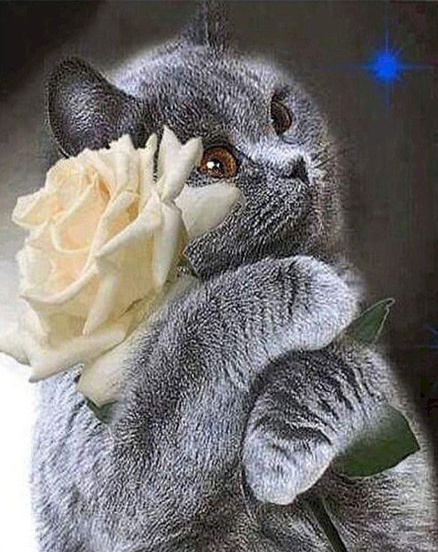 Gato Gris Abrazando una Rosa Blanca Pintar por Números