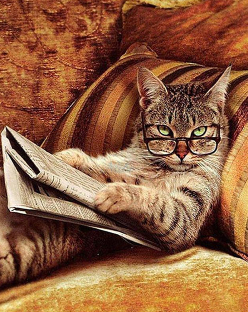 Gato Leyendo un Periódico en el Sofá Pintar por Números